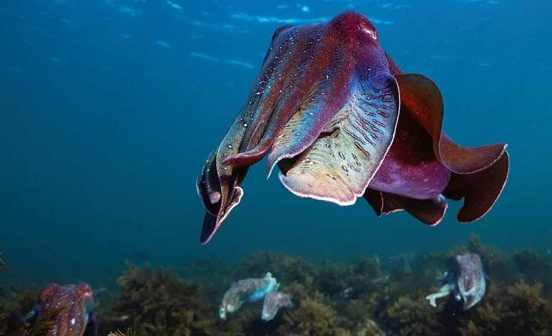 Brigar ou se disfar&ccedil;ar?