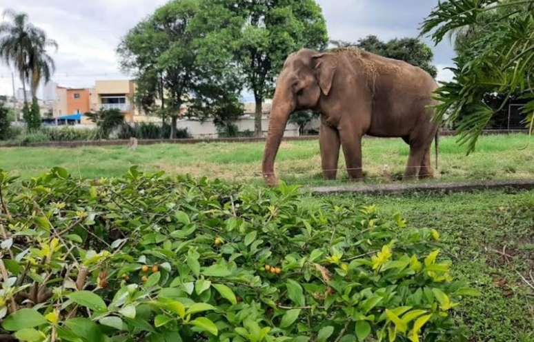 Elefante Sandro vive sozinho no zool&oacute;gico municipal de Sorocaba, desde que sua companheira morreu