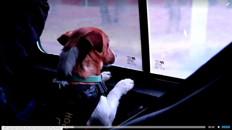 C&atilde;o farejador ajuda ex&eacute;rcito ucraniano a detectar explosivos