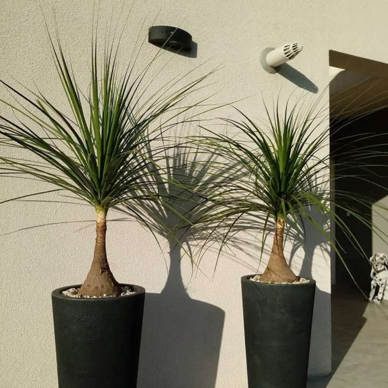 3. Vaso grande com pata de elefante na entrada da casa – Foto Floralia Paisagismo