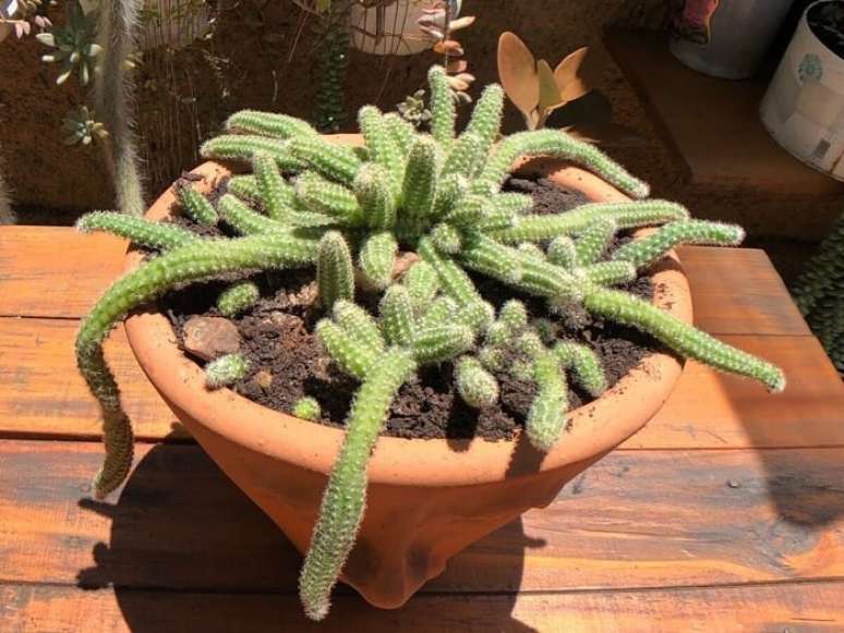 4. Cacto amendoim pendente: deixe o solo secar por completo entre uma rega e outra. Fonte: Flores Coloridas