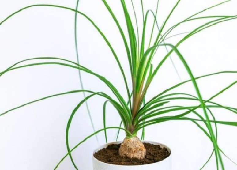 2. Planta pata de elefante no vaso – Foto Hogar Uncomo