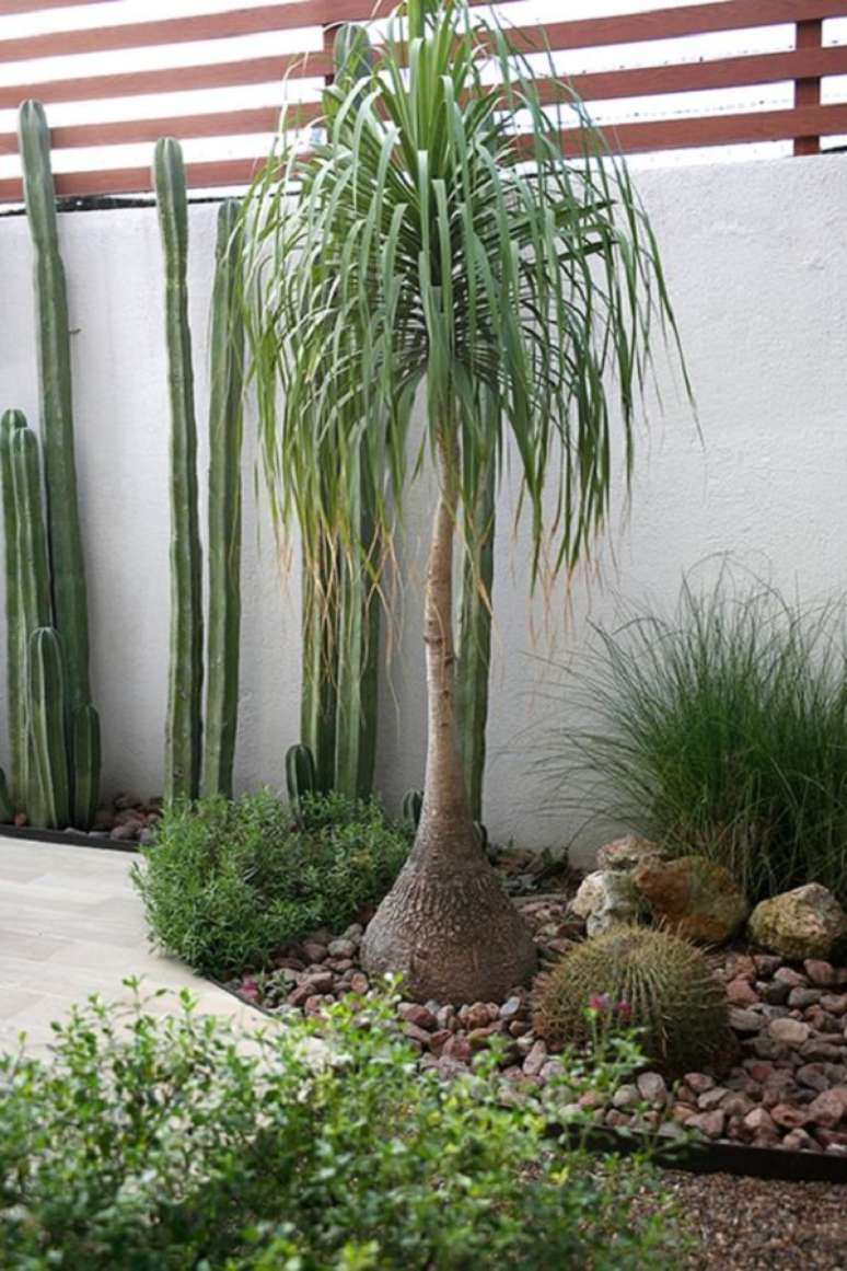5. Jardim com pata de elefante – Foto Homify Mexico