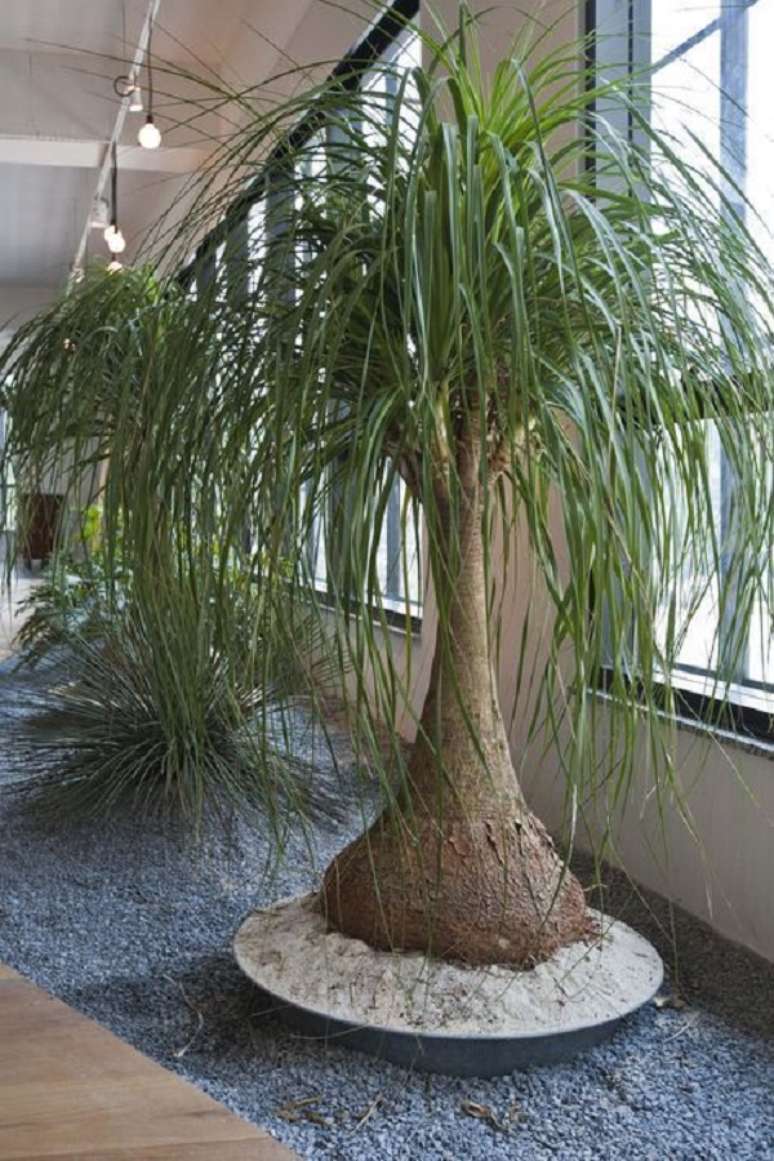 6. Planta pata de elefante no jardim – Foto Arkpad