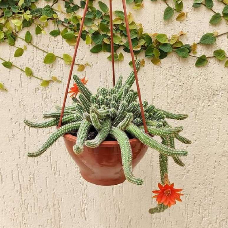 3. Cacto amendoim florido: as flores podem atingir de 4 a 5 cm de di&acirc;metro. Fonte: Suculentas Love