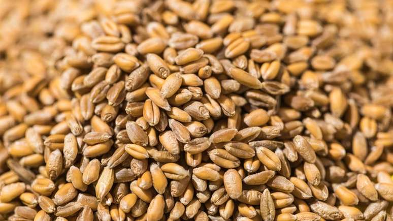 Misturar grãos de trigo com urina era um método para detectar uma gestação no Egito Antigo