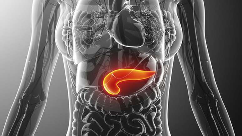 O pâncreas (destacado em laranja) é uma glândula responsável pela fabricação do hormônio insulina