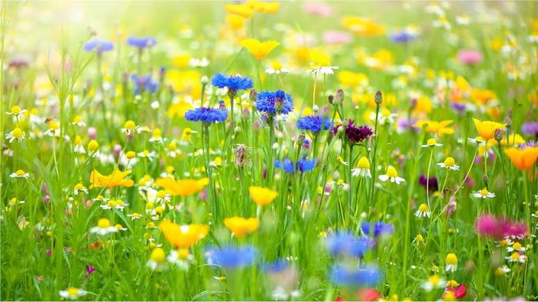 Sue Nelson conta que muitas vezes tinha interesse obsessivo em assuntos diversos, como exploração espacial e espécies de flores silvestres