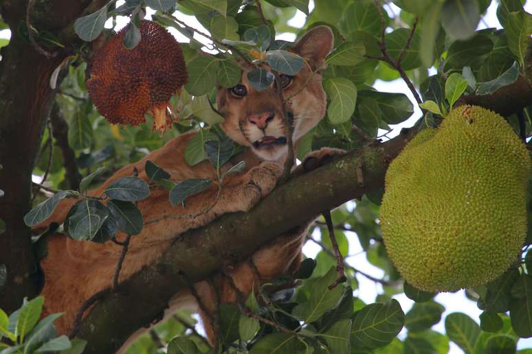 Imagem de arquivo de onça parda sendo capturada em cima de um pé de jaca, localizado na Rua Joaquim Sales, na Vila Rosa em Dourados (MS). 