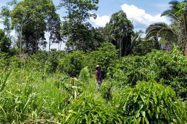 Sul do Amazonas tem visto alta do desmate diante do avanço da fronteira agropecuária