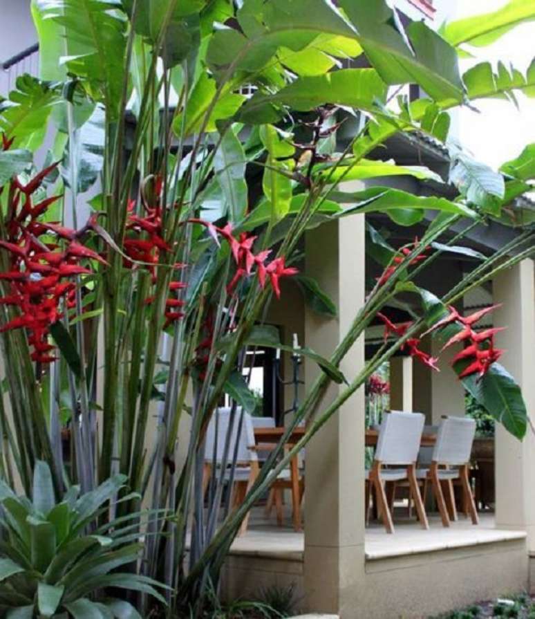 21. Folhagem para jardim com heliconia – Foto Oxley Nursery