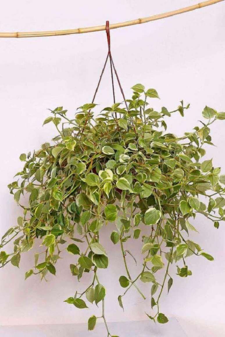 7. Vaso suspenso decorado com folhagens para jardim do tipo peperomia – Foto Netshop Garden