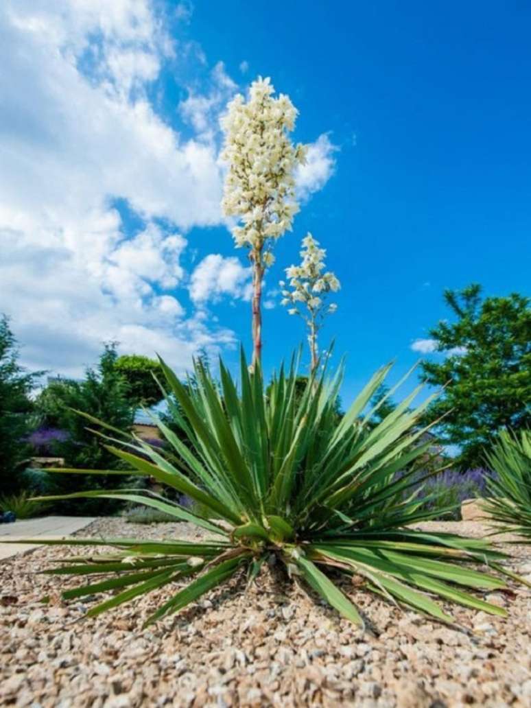 4. Folhagem para jardim com planta yucca – Foto Gardening Know How