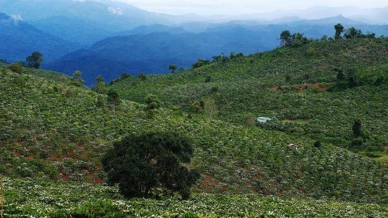 O Arábica descendente das plantas etíopes originais; já o Robusta é encontrado em blends e no café solúvel