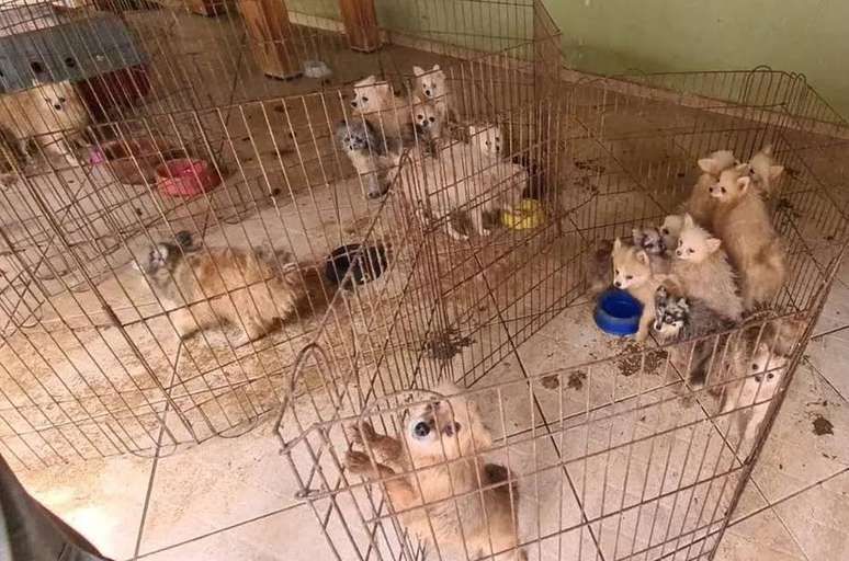 Animais estavam espalhados por vários cômodos. Muitos estavam em gaiolas e sem alimentação adequada