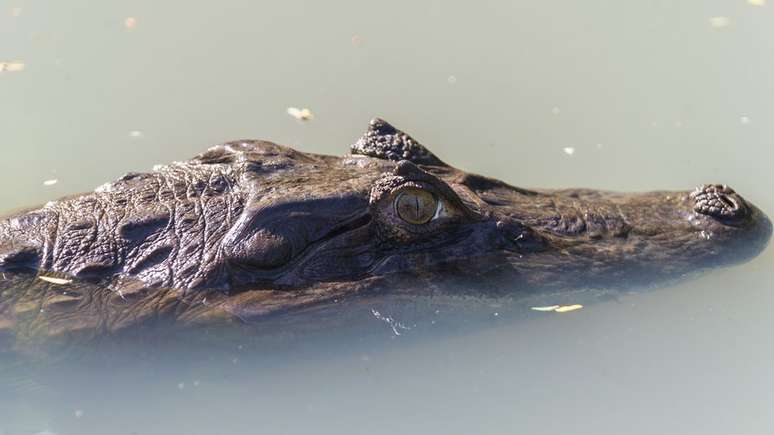 O n&uacute;mero de jacar&eacute;s no Rio &eacute; estimado em 5.000 - uma das esp&eacute;cies mais comuns &eacute; o jacar&eacute;-de-papo-amarelo