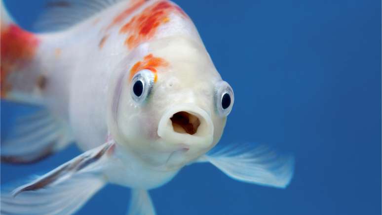 Descubra como o sonhar com peixe pode ser um bom presságio – Shutterstock