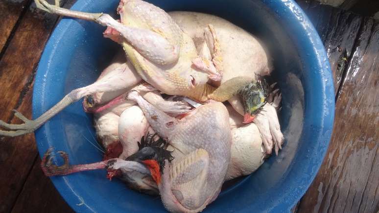 P&aacute;ssaros silvestres em preparo. Ca&ccedil;a de subsist&ecirc;ncia est&aacute; em limbo jur&iacute;dico no Brasil