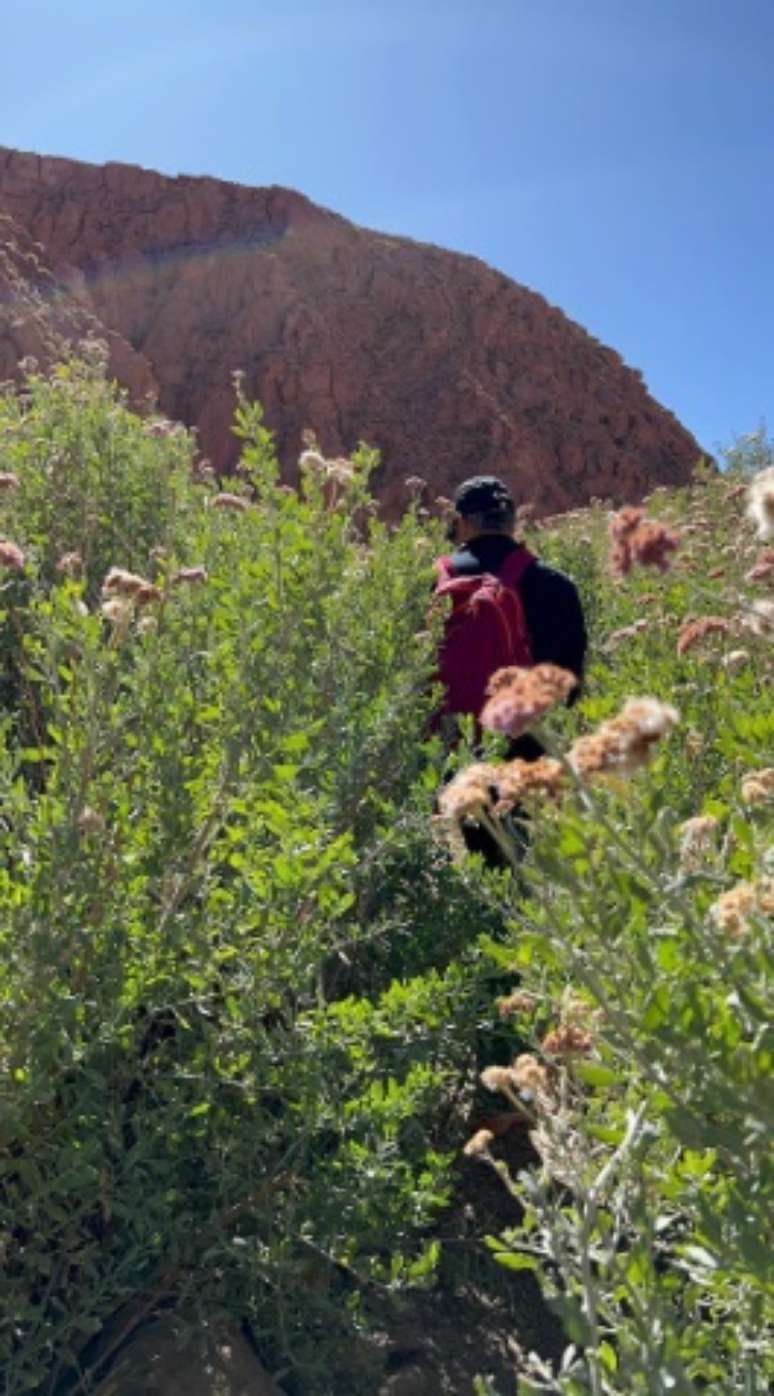 Bonner passeia pelas flores no deserto
