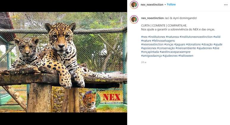 No Instagram, perfil do Next compartilha parte da rotina de animais e acumula quase 100 mil seguidores