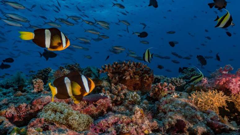 Se a temperatura média global continuar a aumentar, quase todos os corais de água mais quente poderão desaparecer
