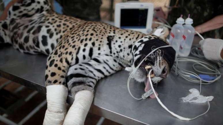 On&ccedil;a-pintada Amanaci com as patas enfaixadas