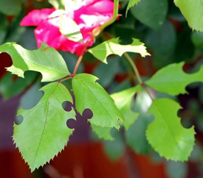 &Eacute; preciso tomar certos cuidados com as rosas para que elas n&atilde;o sejam alvos de pragas - Shutterstock