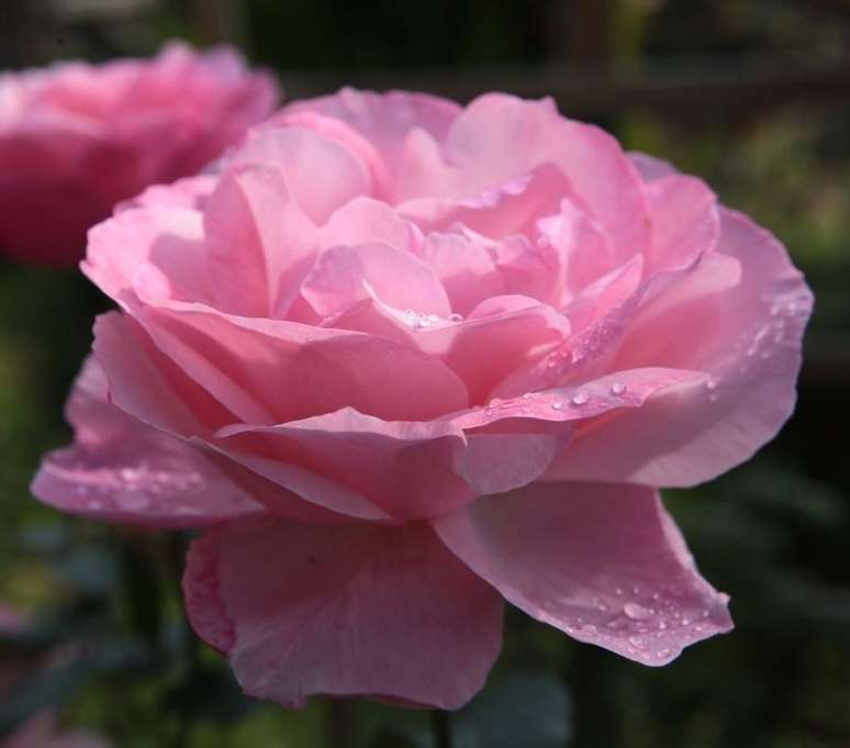 Guia completo para plantar rosas em casa