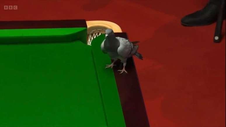 Pombo invade mesa de sinuca durante mundial e diverte torcedores; veja o  vídeo