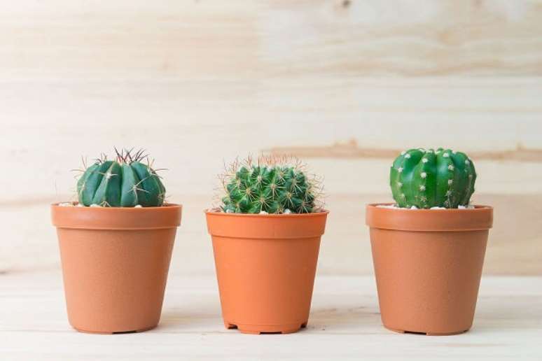 10. Vasos de mini cactos para decora&ccedil;&atilde;o de casa moderna &ndash; Foto Decor Facil