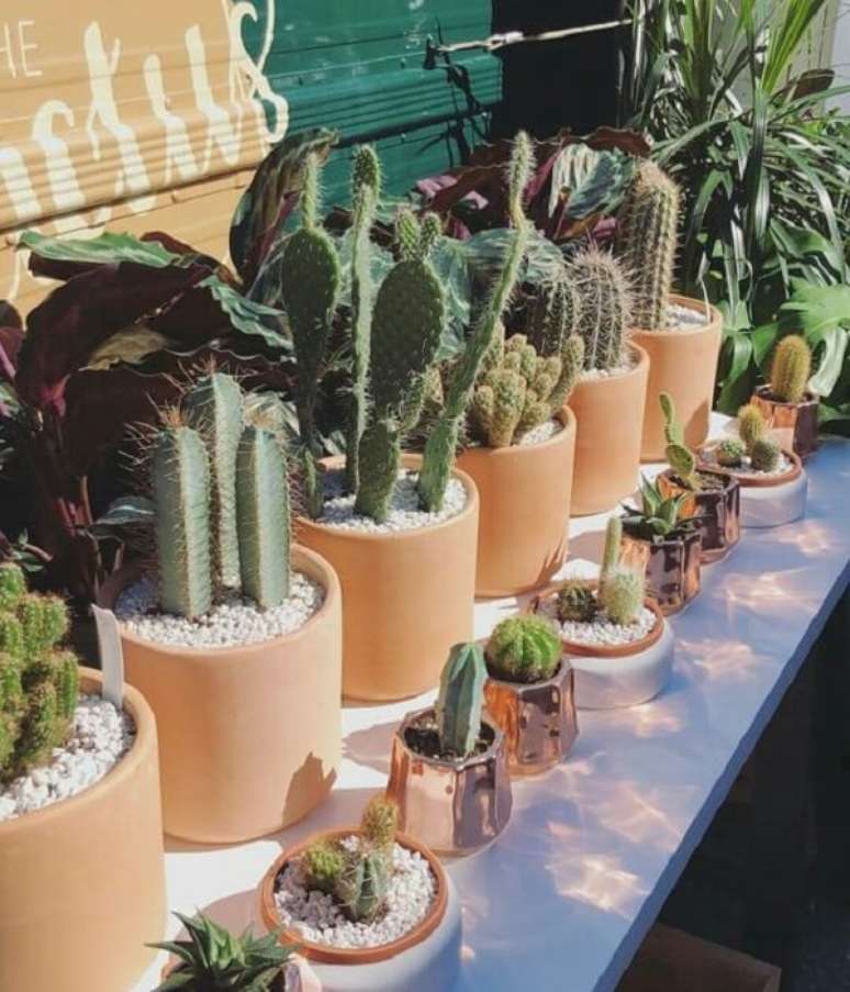 19. Jardim com mini cactos e vasos rose gold – Foto Lakshanya Shinde