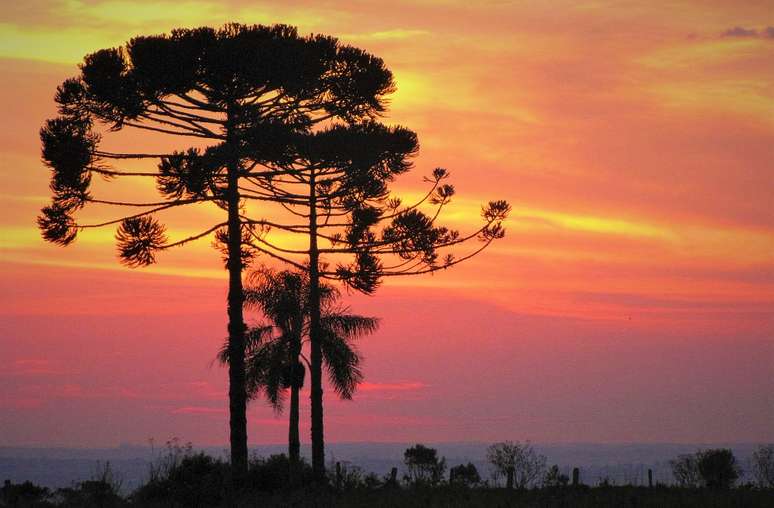 Araucárias são encontradas principalmente no sul do Brasil