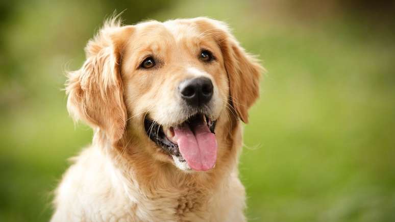 O golden retriever faz parte do ranking de raças inteligentes