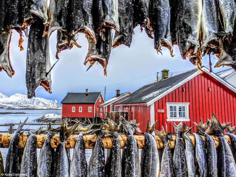 "No arquipélago de Lofoten, na Noruega, as prateleiras com peixe tornaram-se parte da paisagem. O peixe é conservado secando em grandes cavaletes sem sal ou fumo, pois as temperaturas são pouco abaixo de zero. O clima é perfeito para a produção de peixe ao ar livre. "