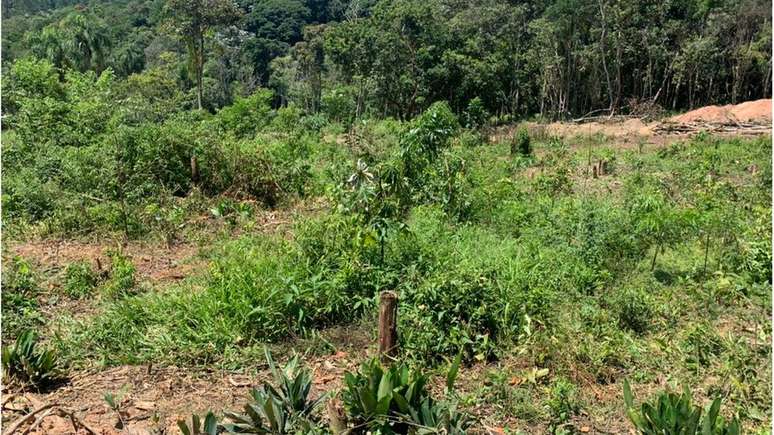 Munic&iacute;pio de S&atilde;o Paulo tem floresta nativa em 27% de seu territ&oacute;rio, mas essa &aacute;rea vem se reduzindo desde 2017 por causa do desmatamento