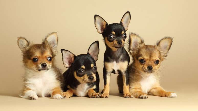 Chihuahuas: pesquisa indica que eles vivem em m&eacute;dia 7,9 anos, mas alguns podem ultrapassar essa idade em v&aacute;rios anos