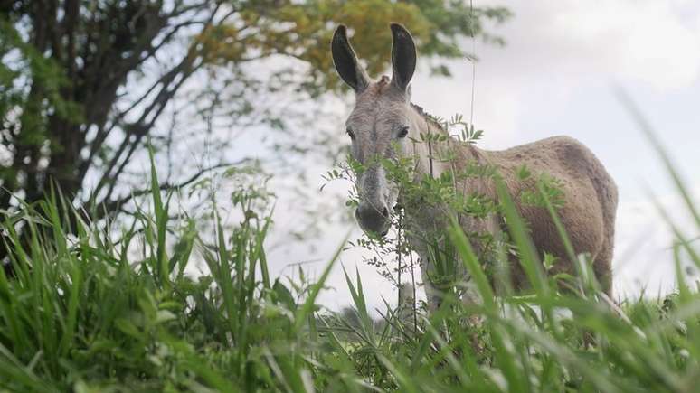 O jumento brasileiro entrou na mira de empres&aacute;rios chineses para a produ&ccedil;&atilde;o de rem&eacute;dio sem comprova&ccedil;&atilde;o cient&iacute;fica
