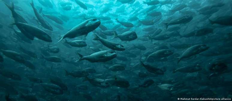 Vida marinha poderá ter morte em massa de espécies, se nível de aquecimento continuar como o atual, dizem cientistas
