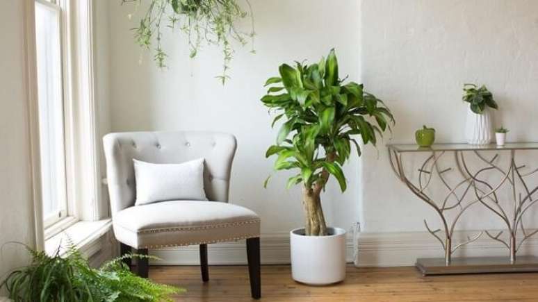 3. Decore seu ambiente com a dracena pau d’água. Fonte: Miracle Gro