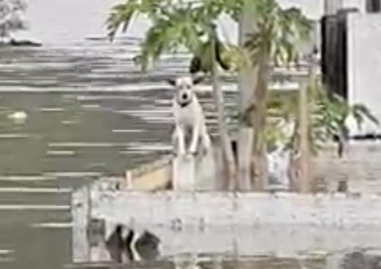 Cachorro fica ilhado em muro de casa em Tubarão SC