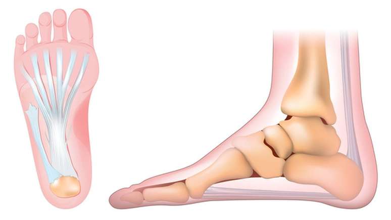 A f&aacute;scia plantar (em azul claro &agrave; esquerda e em cinza na base do p&eacute; &agrave; direita) d&aacute; sustenta&ccedil;&atilde;o e permite os movimentos das passadas