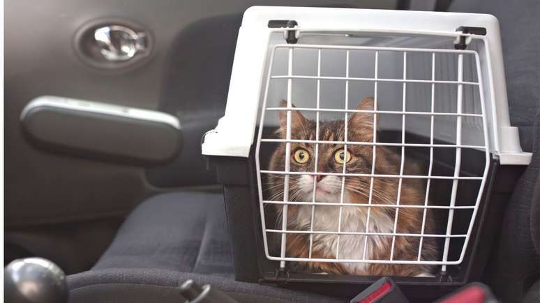 O transporte dos gatos requer alguns cuidados