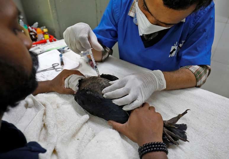 Veterinário aplica injeção em águia após animal ficar seriamente desidratado em meio ao forte calor em Ahmedabad, na Índia
