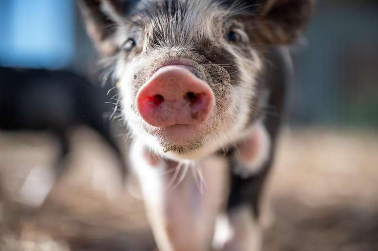 A gripe suína é comum em porcos, como diz o nome 