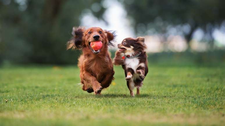 O porte também influencia em quanto tempo um cão vive