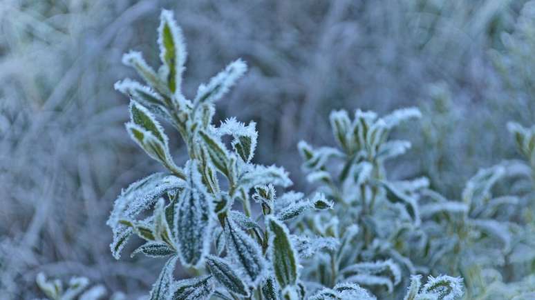 Gelo em plantas de Campo Alegre, Santa Catarina