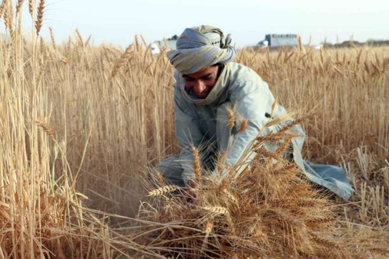 Decisão da Índia deve pressionar preço do trigo no mercado internacional