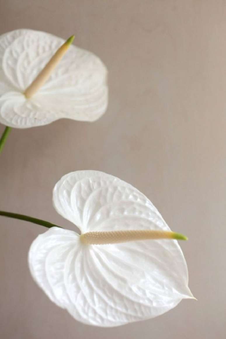 15. Anturio branco para vaso de flores – Foto Gardenista