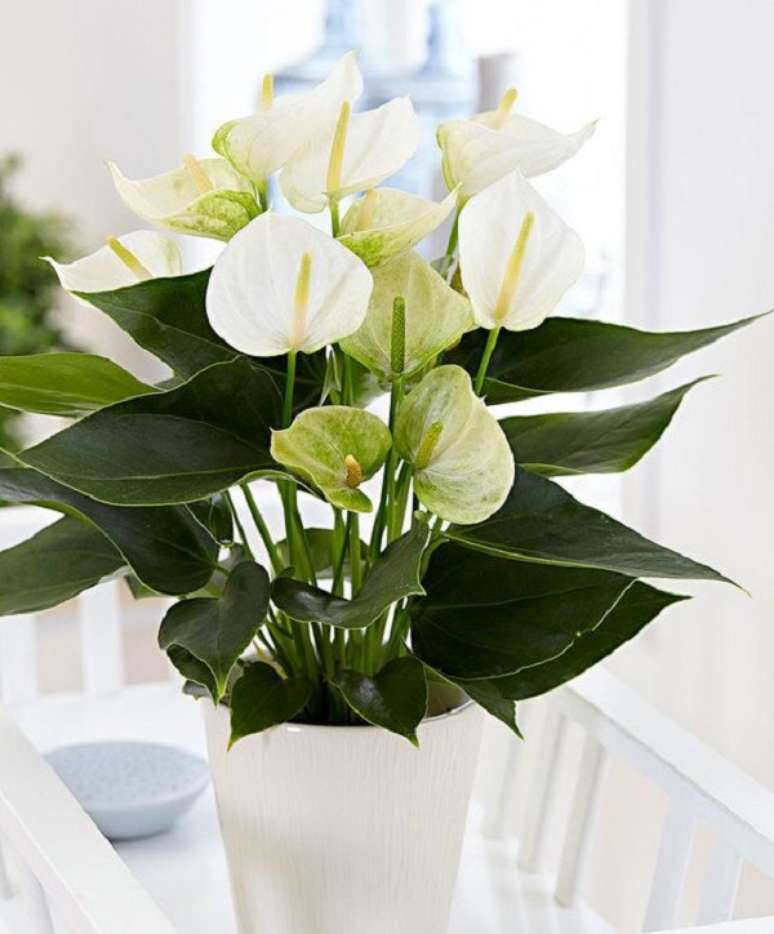 37. Vaso de anturio branco &ndash; Foto Bakker