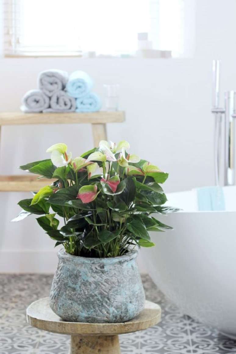 33. Mini anturio branco e vermelho &ndash; Foto Anthurium Info